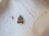 Choreutis pariana